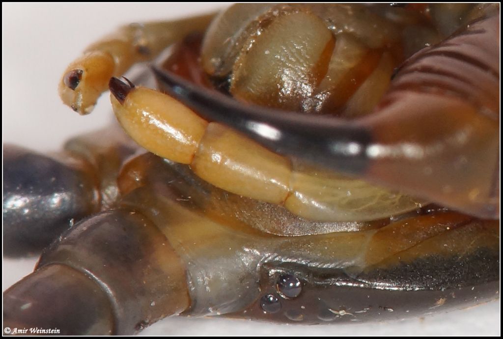 2nd maxillary palps of Scolopendra (Israel)